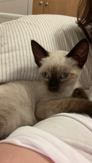 guardería y cuidadora de perros y gatos