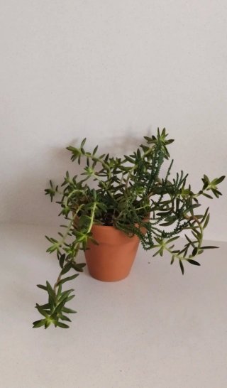 Sedum Praealtum en Maceta Barro Artesanal