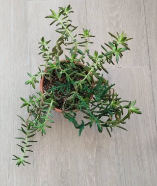 Sedum Praealtum en Maceta Barro Artesanal
