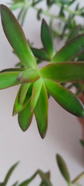 Sedum Praealtum en Maceta Barro Artesanal