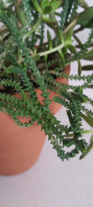 Sedum Praealtum en Maceta Barro Artesanal