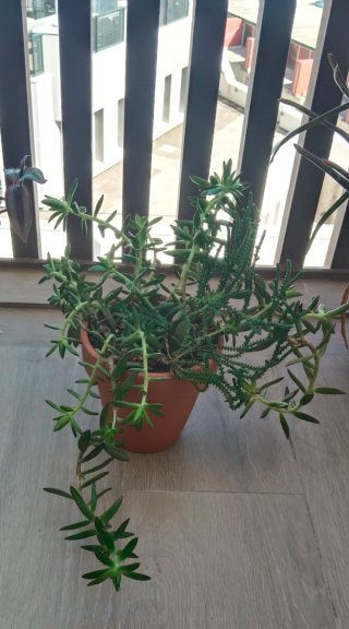 Sedum Praealtum en Maceta Barro Artesanal