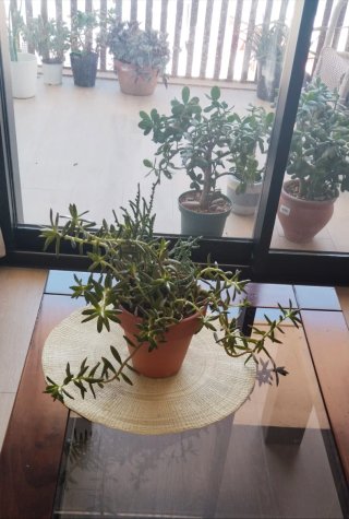 Sedum Praealtum en Maceta Barro Artesanal