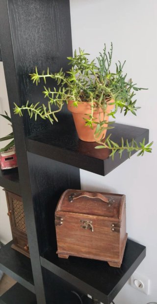 Sedum Praealtum en Maceta Barro Artesanal