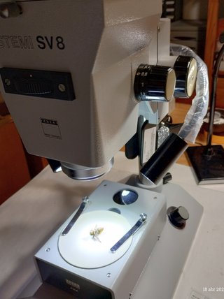 Estereomicroscopio Zeiss gama alta