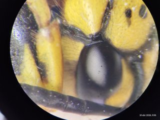 Estereomicroscopio Zeiss gama alta