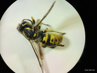 Estereomicroscopio Zeiss gama alta
