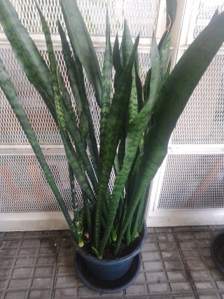 Sansevieria Planta de Interior