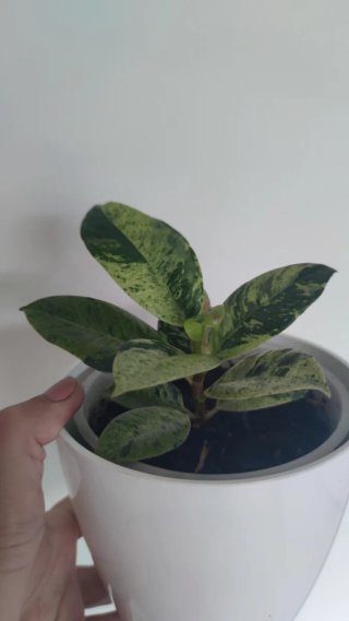 Ficus Elastica Shivereana Moonshine pequena
