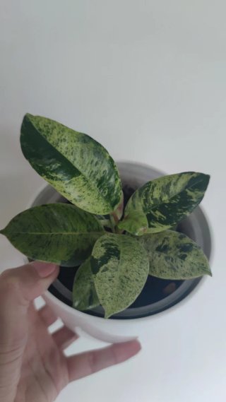 Ficus Elastica Shivereana Moonshine pequena