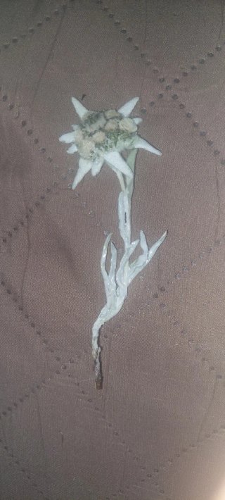 Flor Edelweiss en Resina 2x6cm