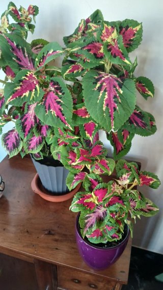 Planta Coleo Decorativa