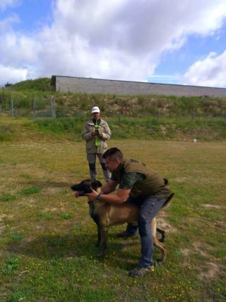 Adiestramiento Canino Profesional
