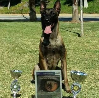 Adiestramiento Canino Profesional