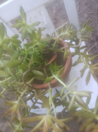 Sedum adolphi