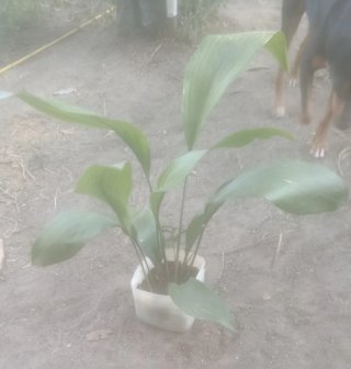 Planta natural interior/exterior
