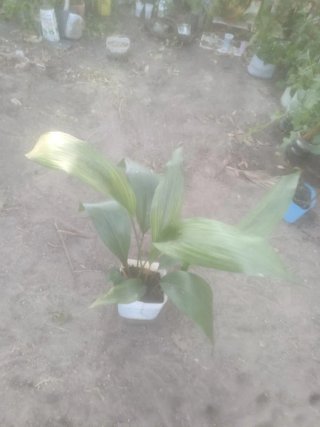 Planta natural interior/exterior