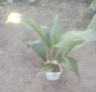 Planta natural interior/exterior
