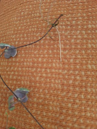 Ceropegia woodii variegata