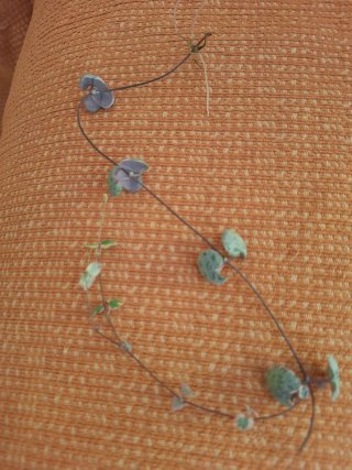 Ceropegia woodii variegata
