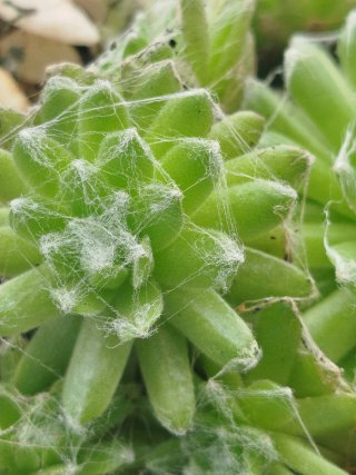Planta Sempervivum Arachnoideum