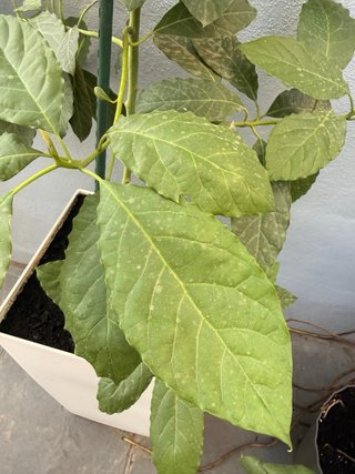 Aguacate para plantar en suelo.