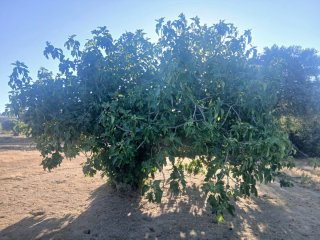 Finca de higueras o terreno para cosecha