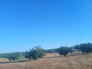 Finca de higueras o terreno para cosecha