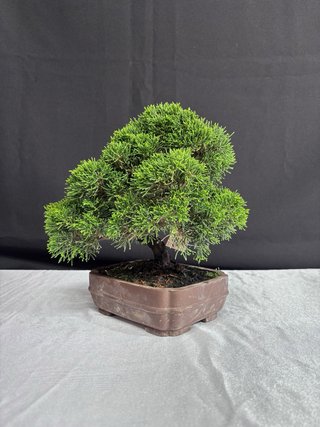 Bonsái Junípero Itoigawa