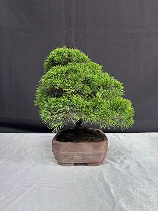 Bonsái Junípero Itoigawa