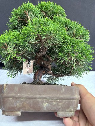 Bonsái Junípero Itoigawa