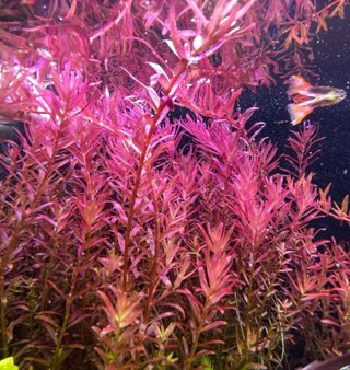 Planta de acuario Rotala