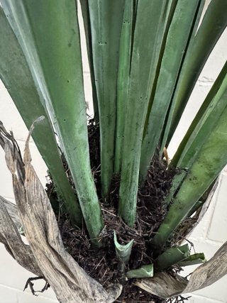 Planta artificial grande decorativa