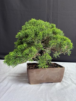 Bonsái Junípero Itoigawa