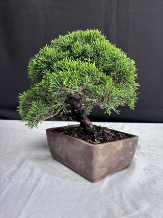 Bonsái Junípero Itoigawa