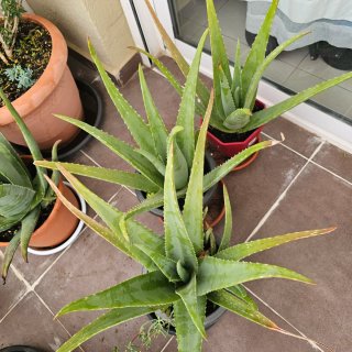 Plantas de Aloe Vera en Maceta