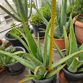 Plantas de Aloe Vera en Maceta
