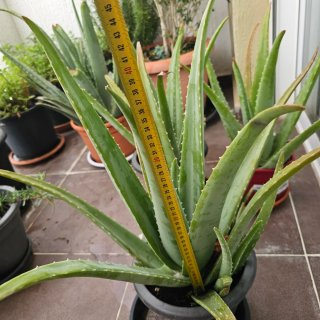 Plantas de Aloe Vera en Maceta