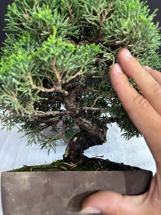 Bonsái Junípero Itoigawa