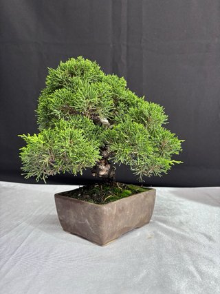 Bonsái Junípero Itoigawa