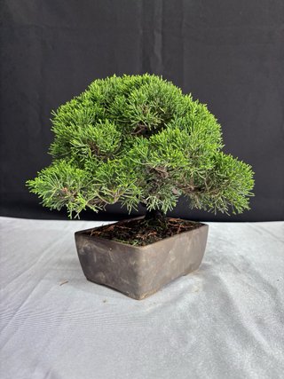 Bonsai Junipero Itoigawa
