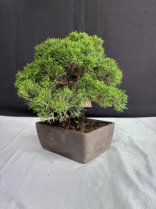 Bonsai Junipero Itoigawa