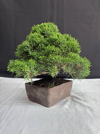 Bonsái Junipero Itoigawa