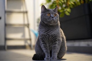 Sesión fotográfica de mascotas