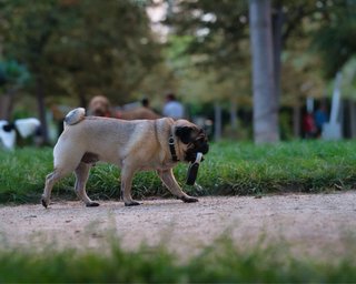 Sesión fotográfica de mascotas