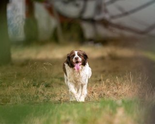 Sesión fotográfica de mascotas