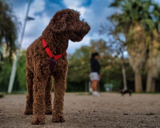 Sesión fotográfica de mascotas