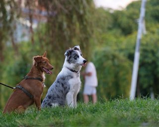 Sesión fotográfica de mascotas