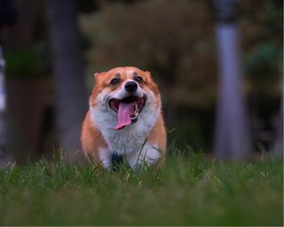 Sesión fotográfica de mascotas