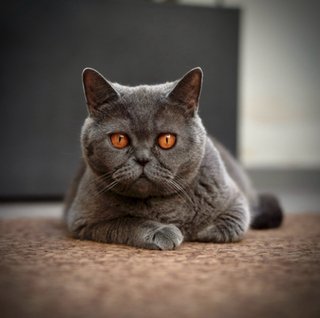 Sesión fotográfica de mascotas